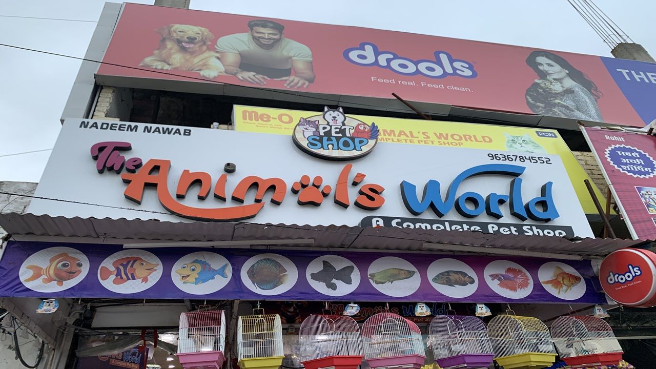 The Animal's World